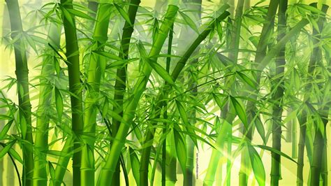 Anime Bamboo 1920×1080 Wallpaper