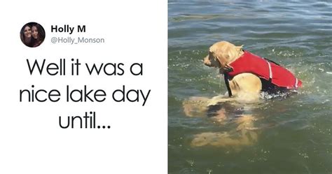 Can A Dog Drown