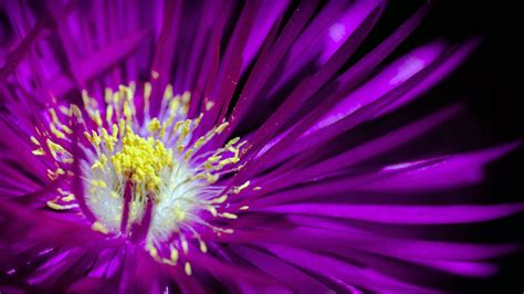 Purple Flower 1 4k Hd Wallpapers Hd Wallpapers Id 32346