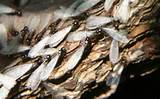 Termite Swarm Pictures Photos