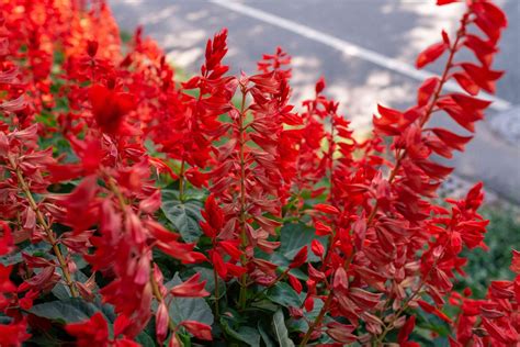 10 Popular Species Of Salvia Plants