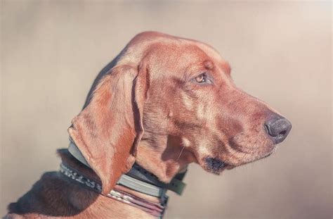 Redbone Coonhound Breed Information Guide Facts And Pictures Bark
