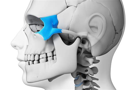 Temporal Process And Zygomatic Process