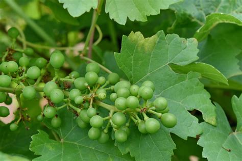 Free Picture Grapes Grapevine Green Leaves Growing Growth Organic