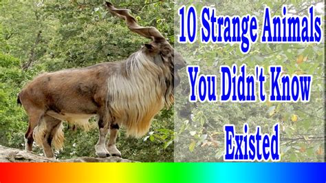 10 Strange Animals You Didnt Know Existed Lastestinworld