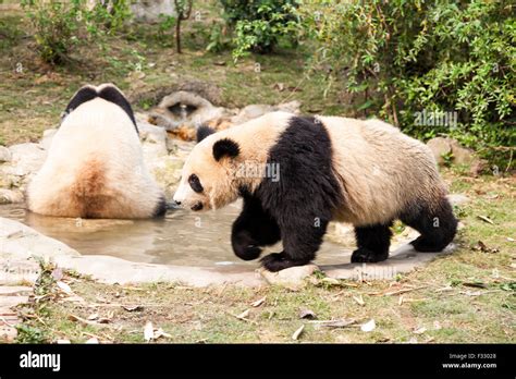 Giant Panda Bear Stock Photo Alamy