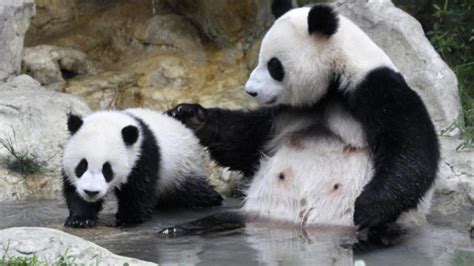 Amorous Panda Breaks Mating Record