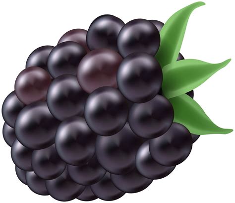 Blackberry Fruit Png - Blackberry Fruit Png Transparent ...