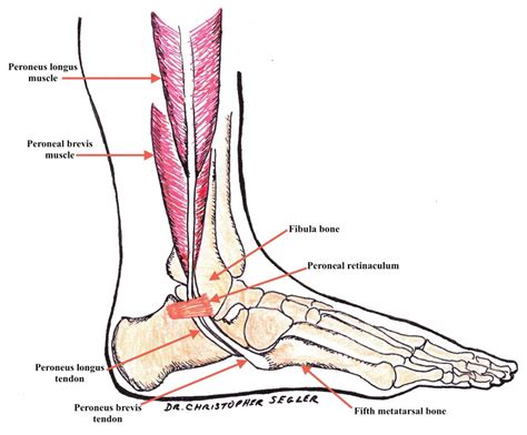 Peroneus Brevis And Peroneus Longus Anatomy Illustrated By San