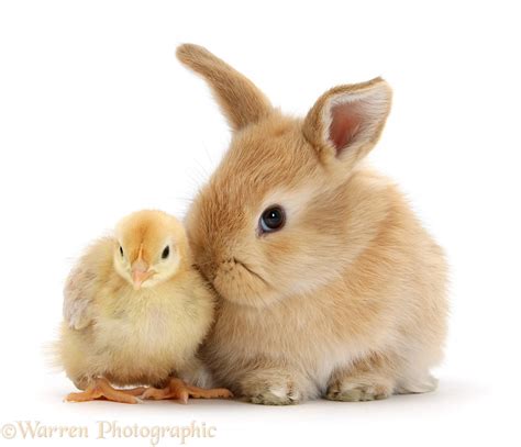 Cute Sandy Bunny And Yellow Bantam Chick Photo Wp38991