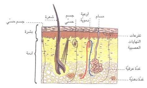 الأمراض الجرثومية و الوقاية منها