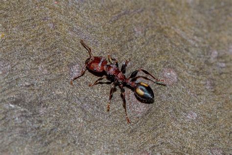 Podomyrma Adelaidae Spotted Muscleman Tree Ant Andrew Allen Flickr