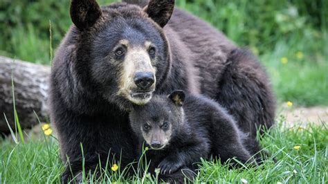 Oregon Wildlife Officials Kill Bear After People Fed Him Took Selfies
