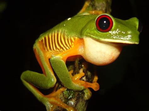 Red Eyed Tree Frog Facts For Kids Red Eyed Tree Frog Habitat And Diet