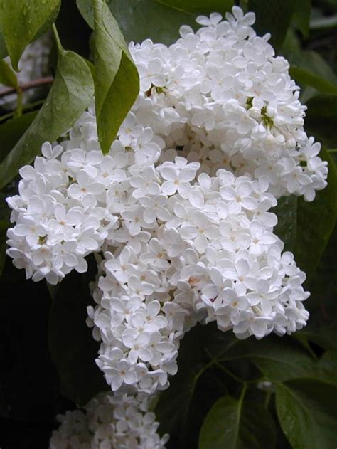 Angel White Lilac Syringa X Hyacinthiflora Single White Flower