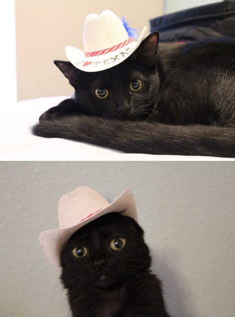 25 Best Cats In Cowboy Hats Ideas Cats Cowboy Hats Cute Animals