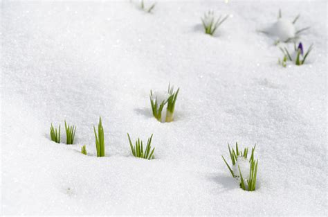 Crocus Flowers Emerging Through Snow In Early Spring Stock Photo