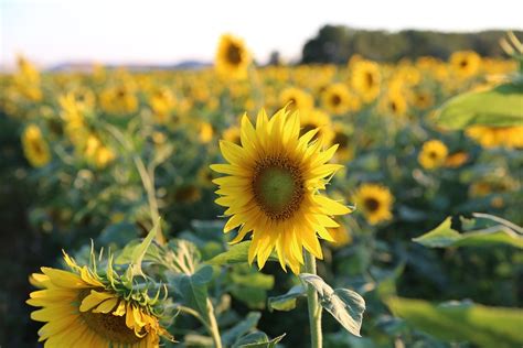 Best Time to See Sunflowers in Bloom, Provence & French Riviera 2020