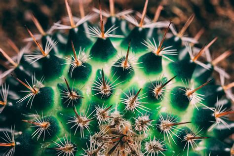 Green And Brown Cactus Close Up Photography · Free Stock Photo