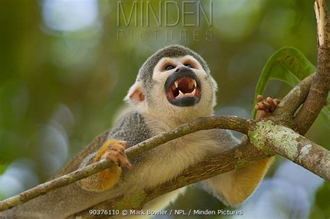 South American Squirrel Monkey Stock Photo Minden Pictures
