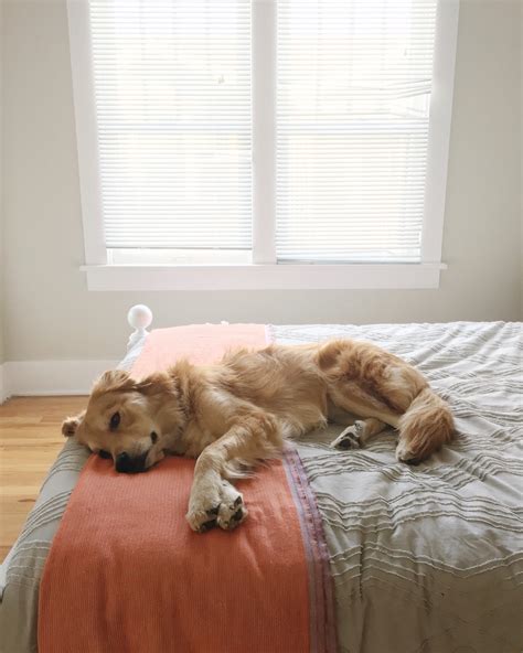 9 Tips to Photograph Pets | Artifact Uprising