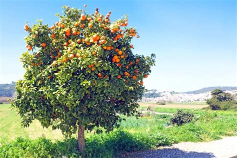 Orange Geiger Tree Root System Mellie Cotton