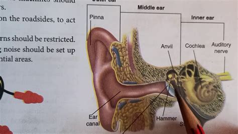 Speed Of Soundnoise Human Ears8thscience Youtube