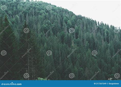 Carpathians Ukrvina Mountain Slope Overgrown With Dense Dark Green