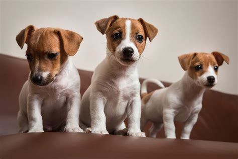 jack russell chiens informations sur les races omlet