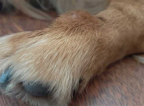 Sudden Lump On Foot Seems To Have Appeared Out Of Nowhere Dog Doesnt