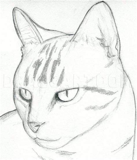 How To Draw A Cat Head Draw A Realistic Cat Step By Step Drawing