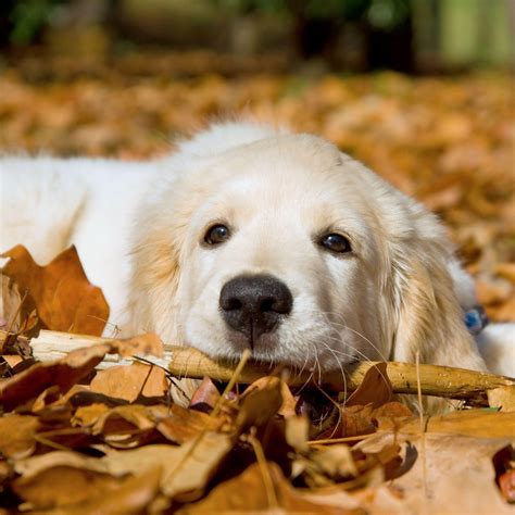 Animals hd wallpapers golden retriever breed in high quality and definition, you can download this full hd wallpaper for your desktop pc, android or iphone for free download with cute golden. Golden Retriever Backgrounds - Wallpaper Cave