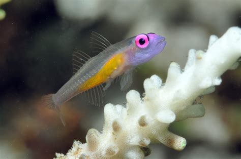 Birds Head Seascape Goby Gold New Finding After Years Of Observing By