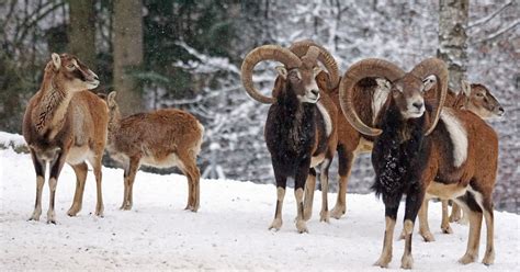 Mouflon Sheep Breed Information History And Facts