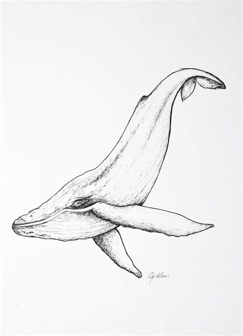 Whale Drawing Humpback Fine Line Art Sea Animal Illustration Kids