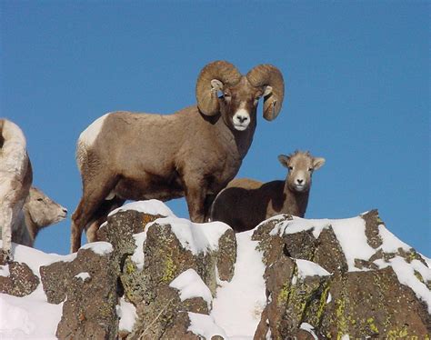 Wsu Study Tests New Vaccine For Bighorn Sheep The Spokesman Review