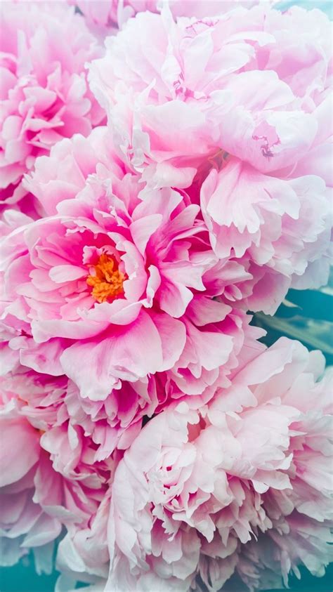 Tap To Get Free App ⬆️ Pink Flower Wallpaper With Peony For Your