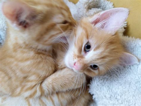 🚨 Two criminals caught in the act of being smol and disorderly! 🚨 : r