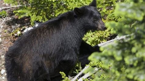 Keeping Bears At Bay At Home Or Outdoors Cbc News