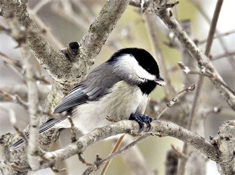 Warm Winters Early Springs Threaten Indiana Birds Local
