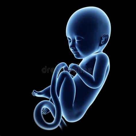 Human Fetus Stock Illustration Illustration Of Prenatal 34164517