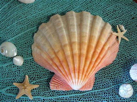 Natural Lions Paw Scallop Shell Large Seashells For Coastal Accents Candles Soap Dishorange