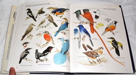The Illustrated Encyclopaedia Of Birds Definitive Guide To Birds Of