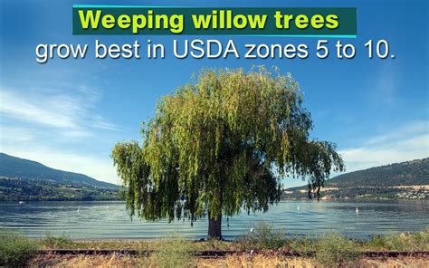 weeping willow tree myths the home garden