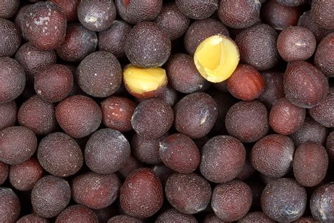 Mustard Seeds Only Foods