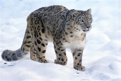 Surviving In The Mountain Snow Leopards Predators And Prey Travlean