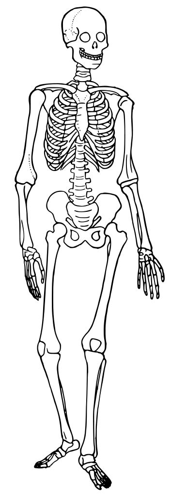 Learning to see and draw energy. File:Human skeleton diagram trace.svg - Wikipedia