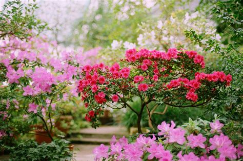 How To Force Spring Flowering Trees And Shrubs