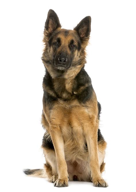 German Shepherd Sitting To View Further For This Article Visit The