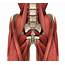 My Hip Flexors Are Causing Low Back Pain  Norwood Chiropractic And